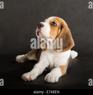 Süße Beagle Welpen (5 Wochen alten) Stockfoto