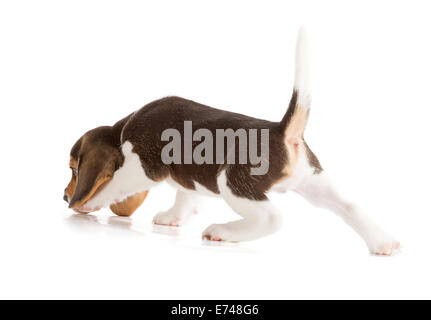 Süße Beagle Welpen (5 Wochen alten) Stockfoto