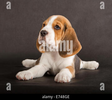 Süße Beagle Welpen (5 Wochen alten) Stockfoto