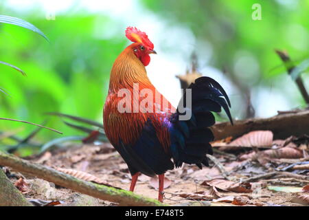 Sri Lanka oder Ceylon Kammhuhnprojekte (Gallus Lafayetii) in Sri lanka Stockfoto