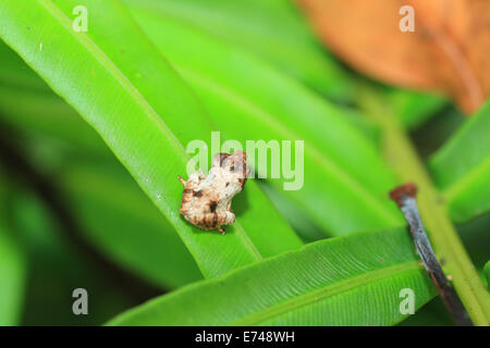 Sri Lanka Strauch Frosch sp (Pseudophilautus sp) in Kitulgala Wald, Sri Lanka Stockfoto