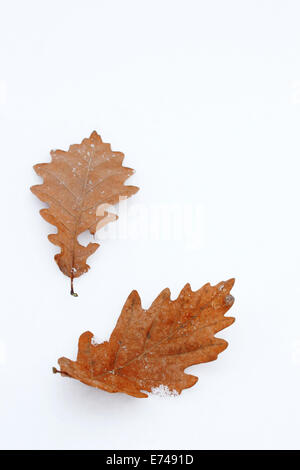 Orange Blätter im Schnee Stockfoto