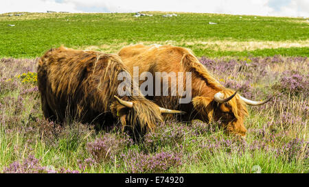 Highland-Kuh Weiden auf Heidekraut, Dartmoor, UK Stockfoto