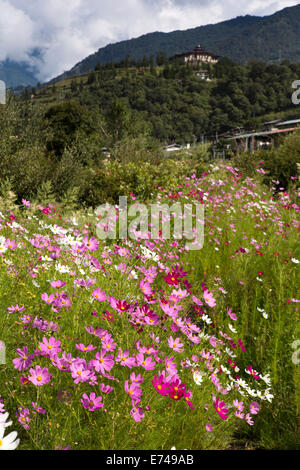 Ost Bhutan, Trashi Yangtse, bunten Kosmos wild blühenden Wiese unter den dzong Stockfoto