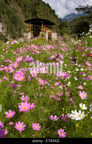 Ost Bhutan, Trashi Yangtse, bunten Kosmos wild blühenden Wiese neben Holzbrücke Stockfoto