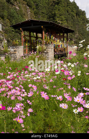 Ost Bhutan, Trashi Yangtse, bunten Kosmos wild blühenden Wiese neben Holzbrücke Stockfoto