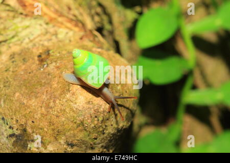 Sri Lanka grüne Schnecke (Beddomea Albizonatus) in der Sinharaja Forest Reserve in Sri Lanka Stockfoto