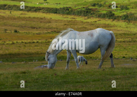 Moorland Ponys auf Bodmin Moor Stockfoto