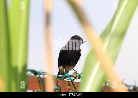 Trauerschnäpper Bushchat Saxicola (Caprata Atratus) männlich in Sri lanka Stockfoto