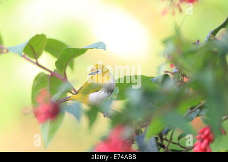 Sri Lanka White-eye (Zosterops Ceylonensis) in Sri Lanka Stockfoto