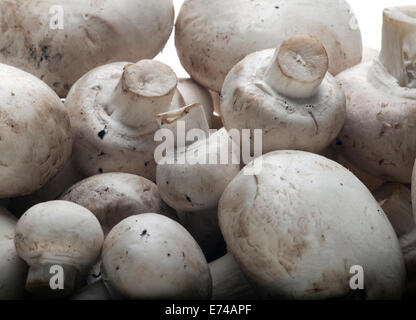 Taste oder Champignon Pilz isoliert auf weiss Stockfoto