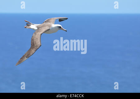 Ein Laysan Albatros gleiten über den Ozean. Stockfoto