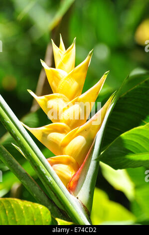Eine falsche Paradiesvogel Blume in der Sonne. Stockfoto