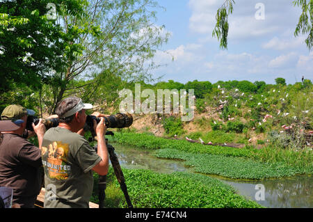 Wildlife-Fotografen bei Smith Eichen Vogelschutzgebiet Rookery auf High Island in der Nähe von Galveston, Texas, USA Stockfoto