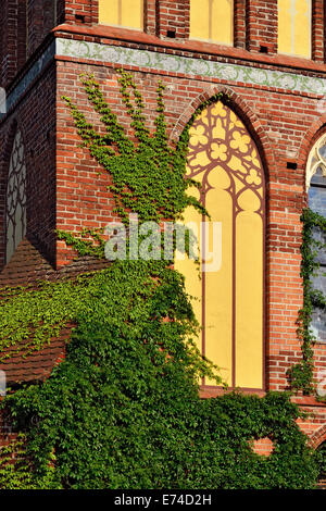 Efeu an der Wand von der Kathedrale von Koenigsberg Stockfoto