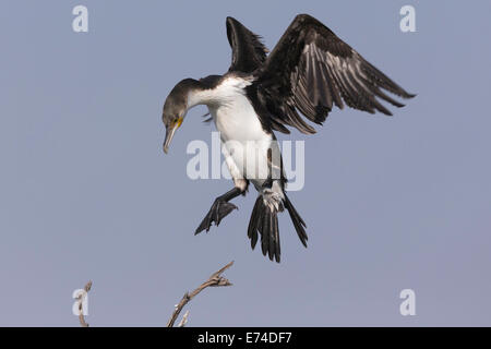 Kormoran hereinkommen ins Land - Pilansberg Nationalpark Stockfoto