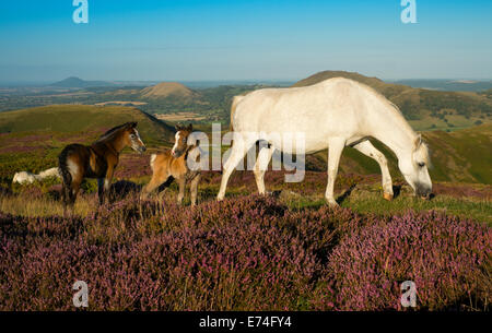 Pony und zwei Fohlen weiden unter Heather auf die Long Mynd oberhalb Kirche Stretton in den Hügeln von Shropshire, England. Stockfoto