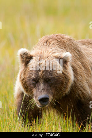 Alaska Brown Bear Isst Gras Stockfoto