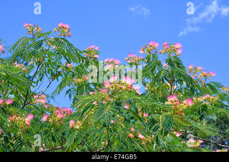 Mimosa Tree. Stockfoto