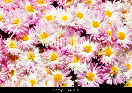 Rosa Chrysanthemen Stockfoto
