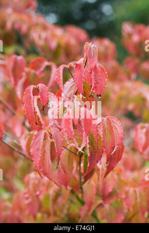 Cornus Kousa 'Radiant Rose'. Chinesischer Hartriegel Blätter im Herbst. Stockfoto