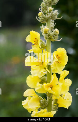 Königskerzen wächst in einem englischen Garten. Königskerze Blumen. Stockfoto