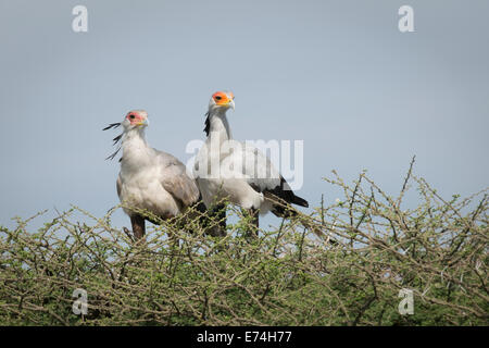 Zwei Sekretär Vögel auf Baum Stockfoto