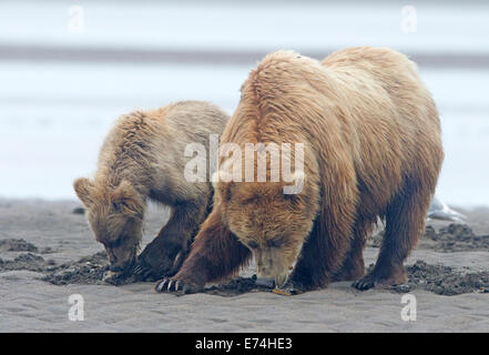 Alaska Brown Bear Sau und Cub Clamming Stockfoto