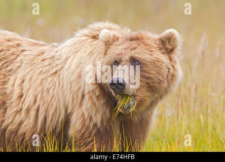 Alaska Brown Bear Isst Gras Stockfoto