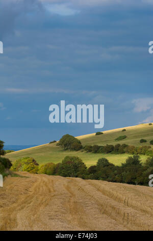 Erntezeit hoch auf den South Downs in Sussex Stockfoto