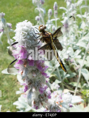 Drachen fliegen auf Lämmer-Ohr Blume. Stockfoto