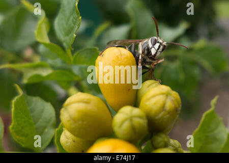 Kühner Hornisse auf Trompete Blütenknospen. Stockfoto