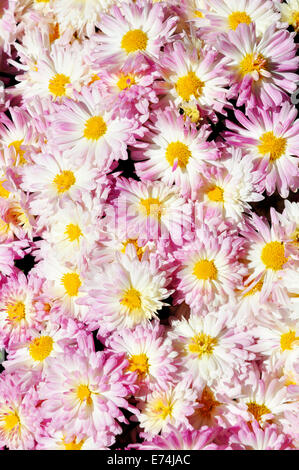 Rosa Chrysanthemen Stockfoto
