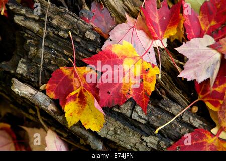 Bunte Ahornblätter herbstliche auf Log. Stockfoto