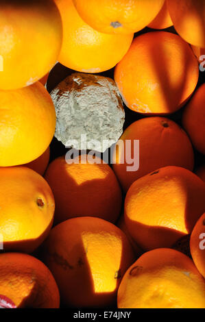 Verfaulte Orange in einer Box mit Orangen Stockfoto