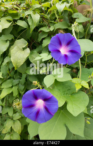 Tief blaue Prunkwinde. Stockfoto