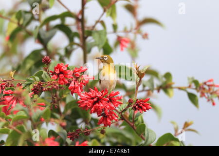 Sri Lanka White-eye (Zosterops Ceylonensis) in Sri Lanka Stockfoto