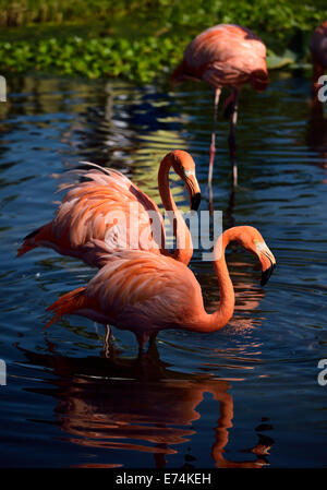 Amerikanische Flamingos Phoenicopterus Ruber waten und Wandern in tieferes Wasser eines Teiches Toronto Zoo Stockfoto