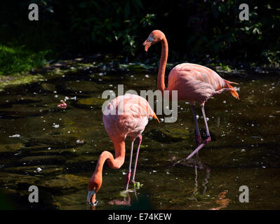 Paar von rosa Flamingos Phoenicopterus Ruber Fütterung während waten und Wandern in einem Teich Toronto Zoo Stockfoto