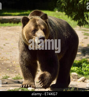 Reife Festland Grizzly Bär Unterart des Braunbären, die zu Fuß unterwegs auf dem Toronto Zoo Stockfoto