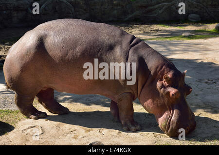 Rosa eines Flusses hippopotamus Beweidung auf den Toronto Zoo ausblenden Stockfoto