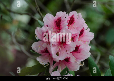 Die frühen Frühjahr blühen von einer immergrünen Rhododendron, Sierra Foothills of Northern California... Stockfoto