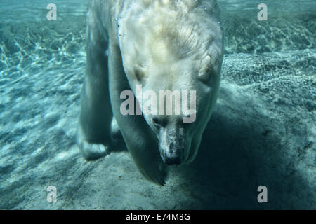 Polar Bear tauchen Atem unter Wasser im Blue Pool von Toronto Zoo Stockfoto