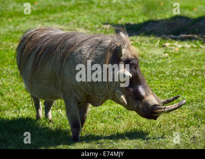 Männliche gemeinsame Warzenschwein Phacochoerus Africanuswith drei Warzen an Gesicht Toronto Zoo Stockfoto