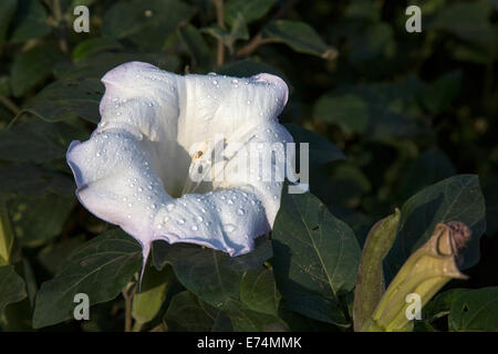 Canyonlands National Park, Utah - Heiliger Stechapfel (Datura Wrightii), eine giftige Halluzinogen, wächst in der Nähe des Colordo-Flusses. Stockfoto