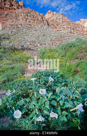 Canyonlands National Park, Utah - Heiliger Stechapfel (Datura Wrightii), eine giftige Halluzinogen, wächst an Spanisch Unterseite des Co Stockfoto