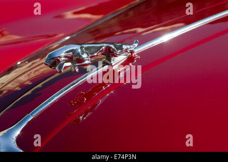 Jaguar-Logo auf der Motorhaube ein 1958 XK 150 DHC. Stockfoto