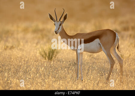 Springbock Antilope (Antidorcas Marsupialis) bei Sonnenaufgang, Kalahari-Wüste, Südafrika Stockfoto