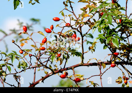 Hundsrose (Rosa Canina) Hüften bei Draycote Wasser, Warwickshire, UK Stockfoto