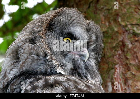 Nahaufnahme des Kopfes von einem großen grau-Eule (Strix Nebulosa) Stockfoto